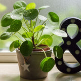 PILEA