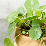 PILEA