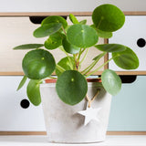 PILEA