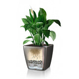 ARECA REMPOTÉ DANS POT LECHUZA QUADRO PREMIUM ANTHRACITE