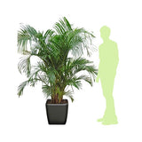 ARECA REMPOTÉ DANS POT LECHUZA QUADRO PREMIUM ANTHRACITE