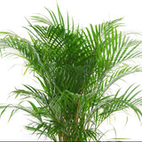 ARECA REMPOTÉ DANS POT LECHUZA QUADRO PREMIUM ANTHRACITE