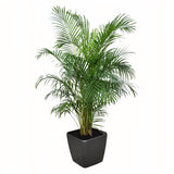ARECA REMPOTÉ DANS POT LECHUZA QUADRO PREMIUM ANTHRACITE