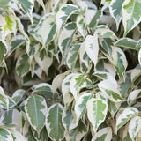 FICUS TWILIGHT