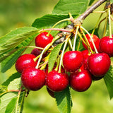 CERISIER DE BALCON AUTOFERTILE 'CHERRY ME' - FRUIT ME®