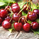 CERISIER DE BALCON AUTOFERTILE 'CHERRY ME' - FRUIT ME®