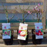 NECTARINIER DE BALCON 'NECTA ME' - FRUIT ME®