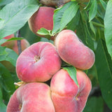 PÊCHER DE BALCON À FRUIT PLATS 'PEACH ME DONUT' - FRUIT ME®