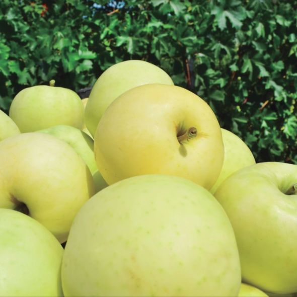 POMMIER DE BALCON AUTOFERTILE 'APPLE ME YELLOW GOLDEN' - FRUIT ME®