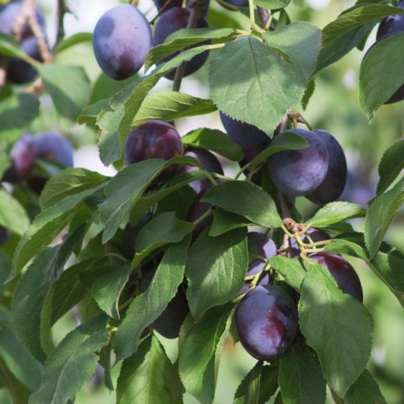 PRUNIER DE BALCON 'PLUM ME' - FRUIT ME®