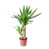 YUCCA 2 TRONCS