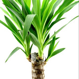 YUCCA 2 TRONCS