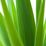 YUCCA 2 TRONCS