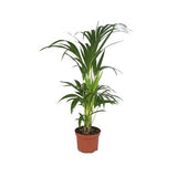 PALMIER KENTIA HOWEA FORSTERIANA