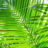 PALMIER KENTIA HOWEA FORSTERIANA