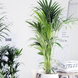PALMIER KENTIA HOWEA FORSTERIANA