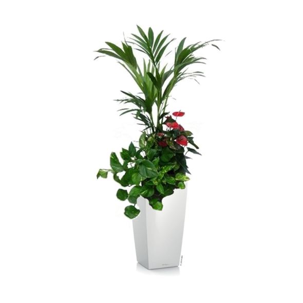 COMPOSITION 3 PLANTES REMPOTÉE DANS POT LECHUZA CUBICO COLOR 30 BLANC