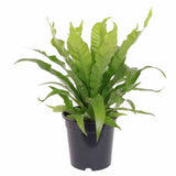 FOUGÈRE ASPLENIUM ANTIGUM
