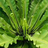 FOUGÈRE ASPLENIUM ANTIGUM