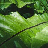 FOUGÈRE ASPLENIUM ANTIGUM