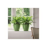 FOUGÈRE ASPLENIUM ANTIGUM
