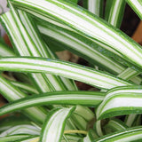 CHLOROPHYTUM ELATUM