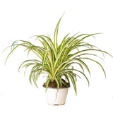 CHLOROPHYTUM ELATUM