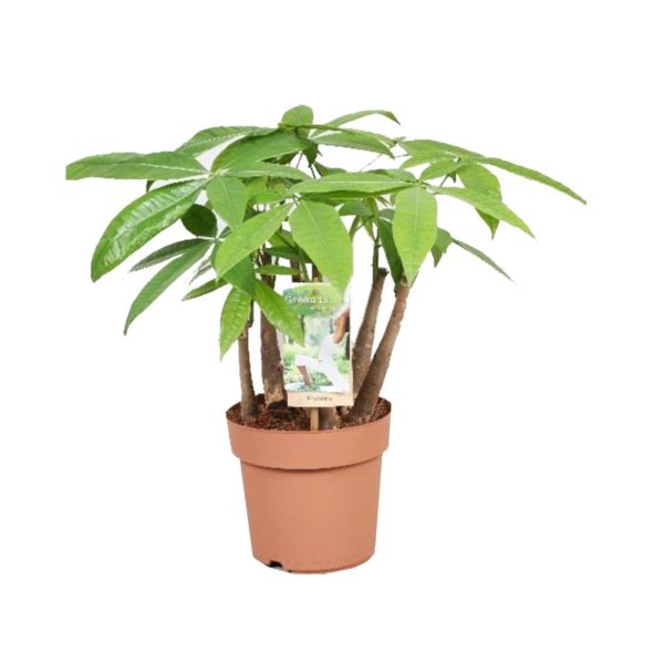 PACHYRA AQUATICA MULTITRONC