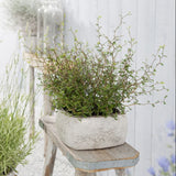 SOPHORA NAIN LITTLE BABY