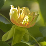 TULIPIER DE VIRGINIE