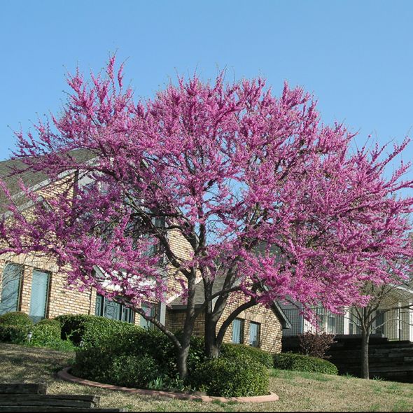 ARBRE DE JUDÉE PINK POM POM - CERCIS