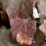 ARBRE DE JUDÉE RUBY FALLS - CERCIS