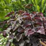 ARBRE DE JUDÉE RUBY FALLS - CERCIS