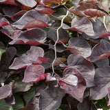 ARBRE DE JUDÉE RUBY FALLS - CERCIS