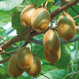KIWI JENNY® AUTOFERTILE