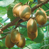 KIWI JENNY® AUTOFERTILE