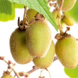 KIWI JENNY® AUTOFERTILE