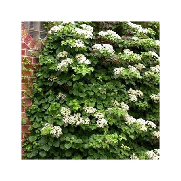 HORTENSIA GRIMPANT PETIOLARIS