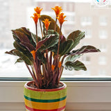 CALATHEA CROCATA 5/6 FLEURS
