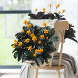CALATHEA CROCATA 5/6 FLEURS