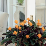 CALATHEA CROCATA 5/6 FLEURS
