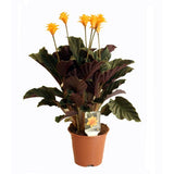 CALATHEA CROCATA 5/6 FLEURS