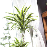 DRACAENA LEMON LIME - 3 TRONCS