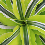 DRACAENA LEMON LIME - 3 TRONCS