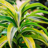 DRACAENA LEMON LIME - 3 TRONCS