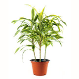 DRACAENA LEMON LIME - 3 TRONCS