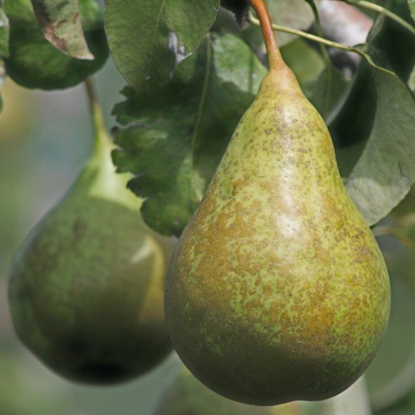 POIRIER DE BALCON FRUIT ME® PEAR ME - CONFÉRENCE