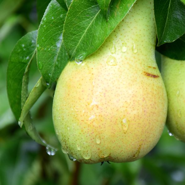 POIRIER DE BALCON PEAR ME - WILLIAM BON CHRÉTIEN - - FRUIT ME®