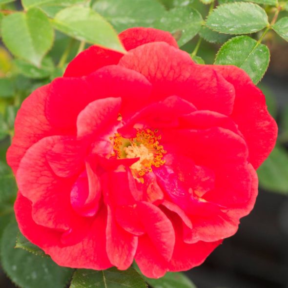 ROSIER GRIMPANT COURTYARD® BALBO POULCY022