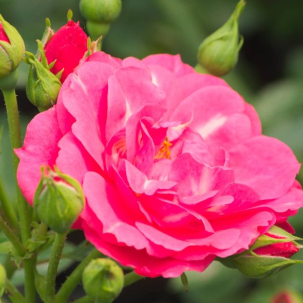 ROSIER GRIMPANT COURTYARD® HAKA POULCY023